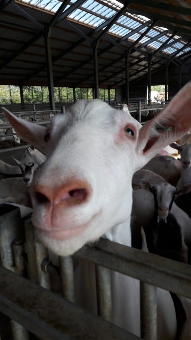 Agrisafari op Wieringen